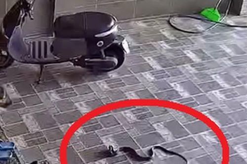 Kinh hãi con rắn lớn trườn nhanh vào nhà dân ở Nghệ An, tấn công chú chó