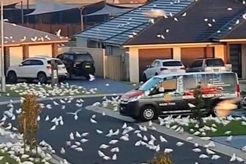 Loài chim bị người dân ghét nhưng được chính phủ Australia bảo vệ