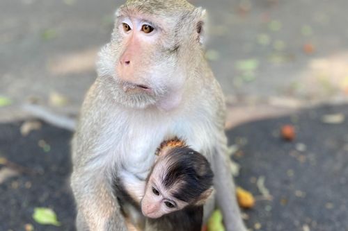 Người dân Vũng Tàu phát đồ cho khỉ ăn