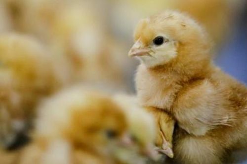 Pháp cam kết chấm dứt việc tiêu hủy gà trống con