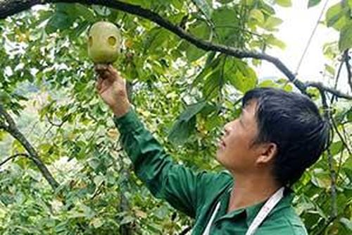 Hợp tác xã Sản xuất, kinh doanh hồng Vành khuyên Nà Mò: 'Cầu nối' tiêu thụ hồng cho người dânTin khácSáng mãi ngọn lửa thanh niên xung phongGia đình nhiều thế hệ: Lưu giữ, phát huy các giá trị văn hóa truyền thống