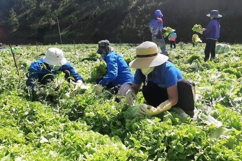 Lạc Dương ''chở yêu thương'' gửi trao vùng tâm dịch