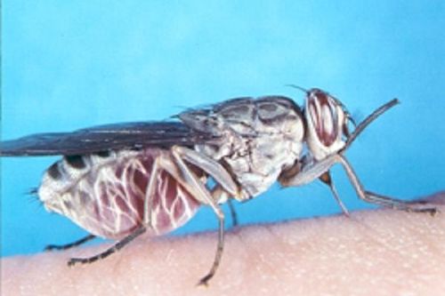 Thuốc uống đầu tiên trị bệnh ngủ do ký sinh trùng gây nên