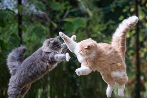 Thành phố ở Úc có lệnh giới nghiêm: Cấm 'hoàng thượng' rời nhà, vi phạm là phạt tiền 'sen'