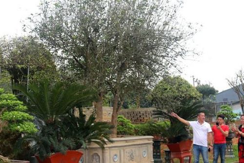Bỏ trăm tỷ mua cây Mộc Hương nhưng chủ nhà vẫn không bán
