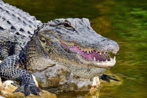 Ngã xe đạp, người đàn ông Mỹ bị cá sấu cắn trọng thương