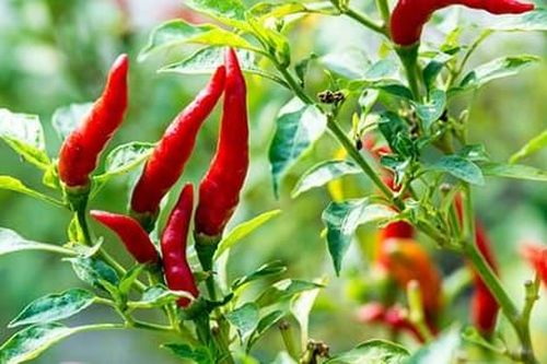 Lần đầu tiên ớt được trồng trên Trạm vũ trụ quốc tế ISS