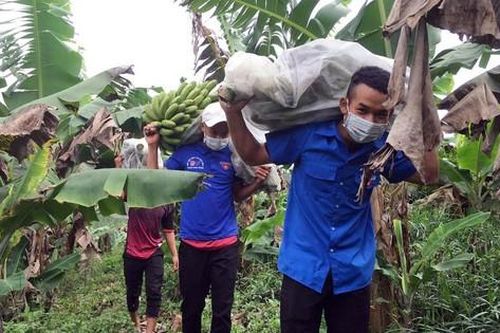 Áo xanh thanh niên Lâm Đồng hỗ trợ chuyển 115 tấn rau đến TP.HCM, Phú Yên