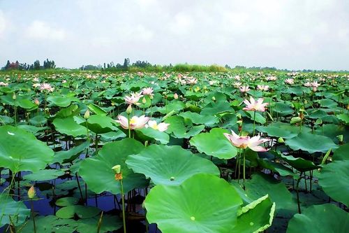 Lá thư gửi bà con Đất Sen Hồng