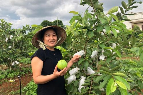 Ổi lê thơm ngọt đất Tân Thành