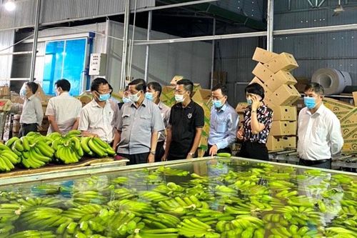 Chuối Laba Đạ K'Nàng xuất khẩu từ Nhật đến Mỹ
