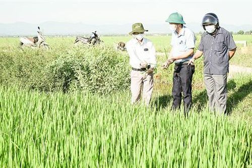 Tăng cường phòng trừ sâu bệnh hại lúa