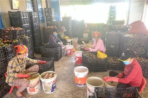Tập trung tháo gỡ khó khăn, thúc đẩy tiêu thụ, vận chuyển nông sản