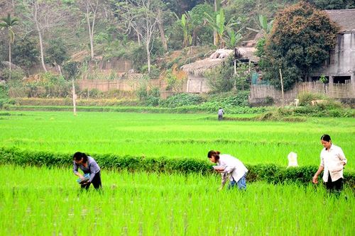 Chăm sóc lúa mùa giai đoạn hồi xanh, đẻ nhánh