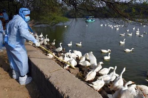 Ấn Độ có ca tử vong đầu tiên do virus cúm H5N1