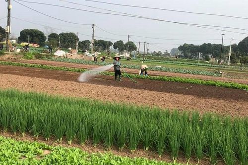 Sản xuất nông nghiệp ổn định giữa đại dịch