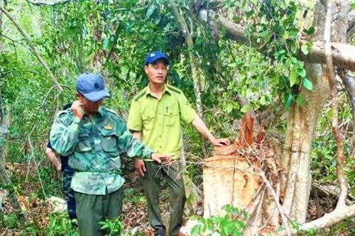 Bắt Trạm trưởng Trạm Kiểm lâm nhận 35 triệu đồng để lâm tặc phá rừng