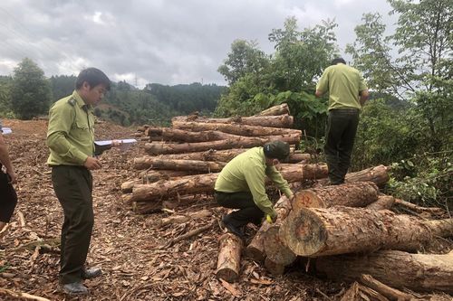 Điện Biên: Tạm đình chỉ công tác Chủ tịch UBND xã Tỏa Tình vì để xảy ra phá rừng