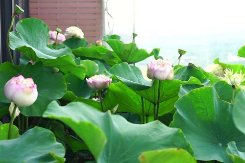Mãn nhãn với vẻ đẹp độc, lạ của hồ sen trên lưng chừng trời