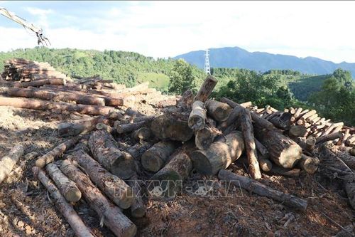 Vụ phá rừng phòng hộ trên đèo Pha Đin: Tạm đình chỉ thêm Chủ tịch UBND xã Tỏa Tình