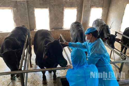 Đã cơ bản khống chế được bệnh viêm da nổi cục trên trâu, bò