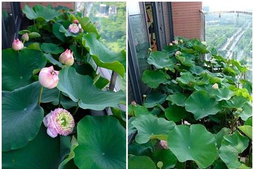 Mãn nhãn hồ sen độc lạ 'lưng chừng trời' giữa Hà thành