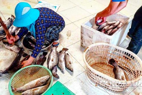 Thanh Hóa: Đang điều tra vụ cá lồng chết tại khu vực sông Bạng