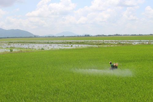 Lưu ý xuống giống vụ thu đông 2021