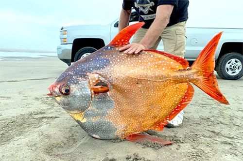 Phát hiện cá mặt trăng nặng 45kg ở Mỹ