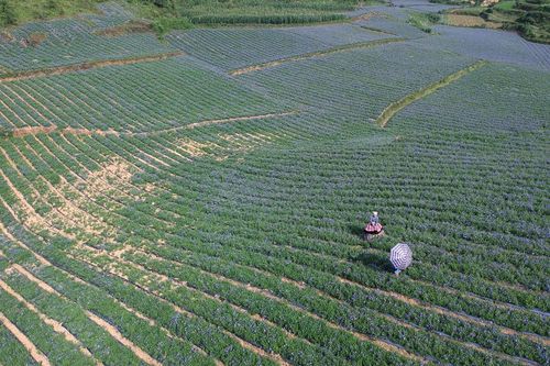 Tả Van Chư mở rộng diện tích trồng cây cát cánh