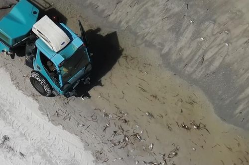 600 tấn cá chết chất thành đống trên các bãi biển ở Mỹ