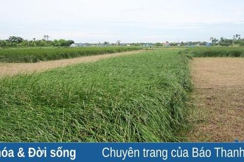 Sức sống nghề cói Nga Sơn