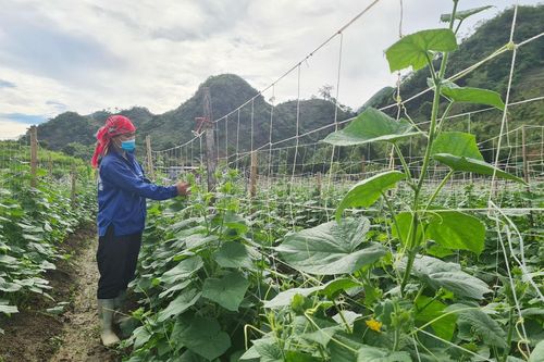 Văn Bàn: Liên kết trồng 20 ha dưa chuột bao tử