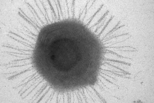 Trung Quốc phát hiện virus khổng lồ dưới Rãnh Mariana sâu nhất Trái Đất