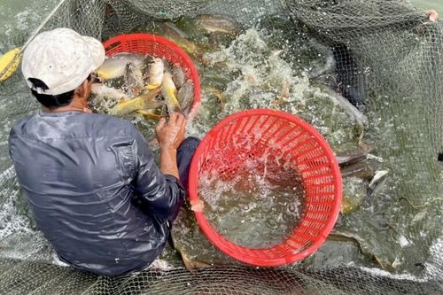 Anh nông dân 'chơi sang', tặng 10 tấn cá đặc sản cho người bị cách ly, phong tỏa
