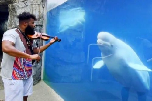 Cá voi trắng thích thú trước tiếng đàn violin