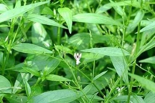 Bộ Y tế thu hồi công văn về 12 loại thuốc hỗ trợ điều trị Covid-19