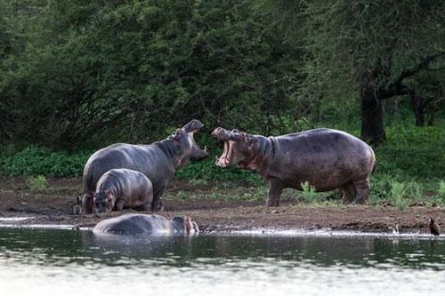 Tính thịt hà mã con, sư tử gầy nhận kết đắng ngắt