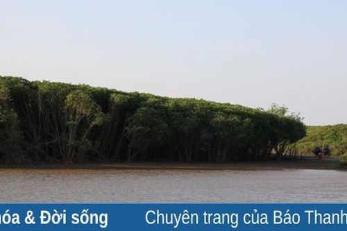 Rừng ngập mặn tạo sinh kế cho nhiều người dân địa phương