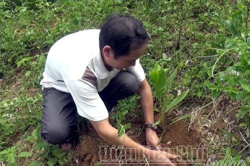 Đa lợi ích từ việc giao khoán, bảo vệ rừng