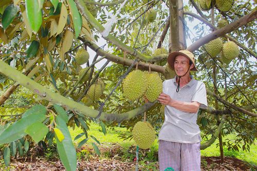 Nông dân Gia Lai 'khóc sầu' vì giá trái cây giảm sâu