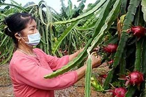 Bình Gia: Nâng cao giá trị cây thanh longTin khácNghị quyết 68: Kịp thời gỡ khó cho doanh nghiệp và người lao độngSáng mãi ngọn lửa thanh niên xung phong