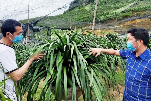 Hỗ trợ nông dân Sa Pa phát triển kinh tế