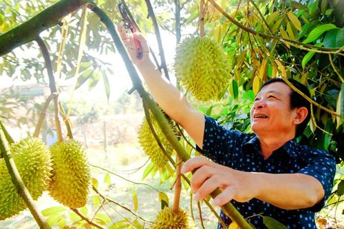 Phát triển sầu riêng Lâm Đồng theo hướng bền vững (bài 1)