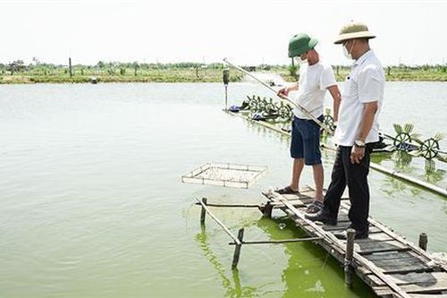 Cảnh báo nguy cơ bùng phát dịch bệnh trên tôm nuôi