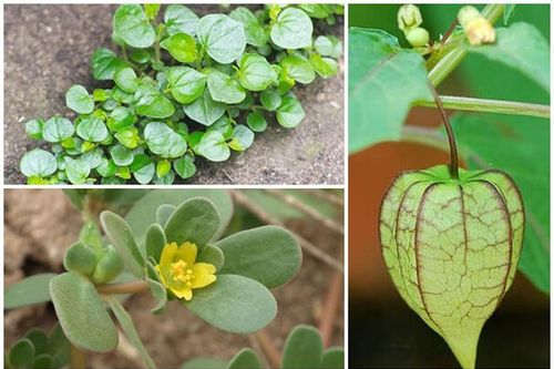 Rau mọc dại ở Việt Nam được nhiều nước xem là 'thần dược' đắt cỡ nào?