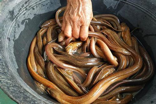Người đàn ông suýt mất mạng vì cho lươn chui hậu môn chữa táo bón