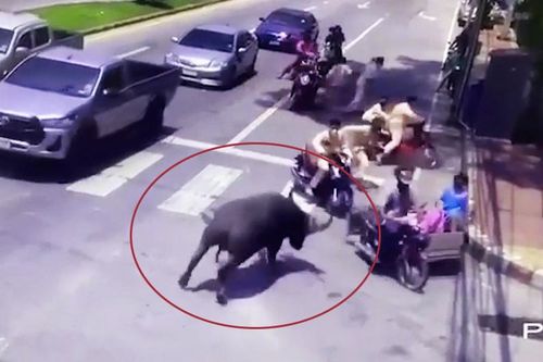 Đang dừng đèn đỏ, lái xe tá hỏa bỏ chạy khi gặp trâu 'điên'