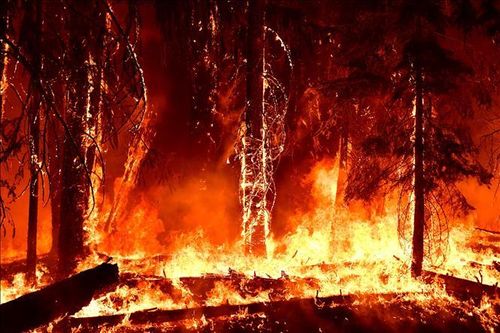 Các đơn vị cứu hỏa ở California phối hợp để đối phó cháy rừng