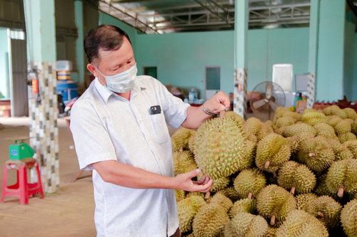 Phát triển sầu riêng Lâm Đồng theo hướng bền vững (bài 2)